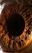 Image result for Eye in a High Quality Camera