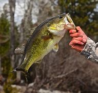 Image result for Bass Fish Eyes