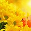 Image result for Flower Phone Wallpaper Android