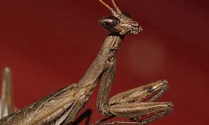 Image result for Southern Praying Mantis