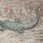 Image result for Chinese Alligator