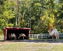 Image result for Green Chimneys Brewster New York