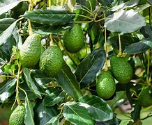 Image result for aguacateeo