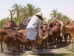 Image result for Fulani Cattle