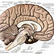 Image result for Brain with Parts