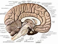 Image result for Full Anatomy of the Brain