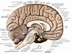 Image result for Brain Anatomy Model Labeled