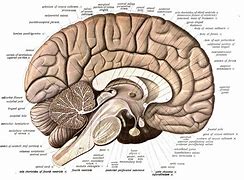 Image result for Brain Anatomy Cerebral Cortex