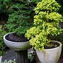 Image result for Plant Pots for Trees