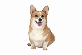 Image result for Corgis in Hats