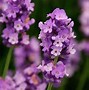 Image result for Lavandula angustifolia Loddon Pink