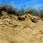 Image result for Zamija Soil