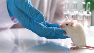 Image result for Medical Testing On Animals