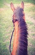 Image result for All Ears Horses