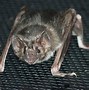 Image result for Vampire Bat Diet