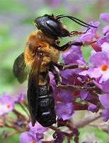 Image result for Megachile Fidelis