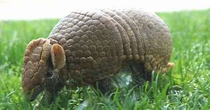 Image result for Three-Banded Armadillos