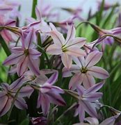 Image result for Ipheion uniflorum Tessa