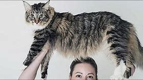 Image result for World's Longest Cat