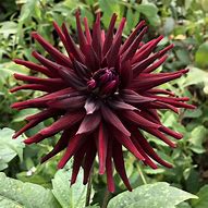 Image result for Dahlia Chat Noir