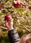 Image result for Apple-Picking Tips