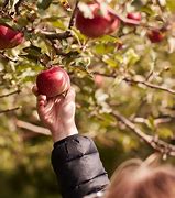 Image result for Apple Picking