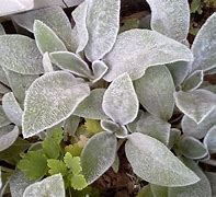 Image result for Mexican Ground Cover Red Leaves with White Flower Stalks