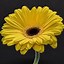 Image result for Cool Flower Wallpapers