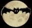 Image result for Bat Cartoon Movie