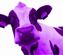 Image result for Aggressive Cows