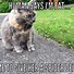 Image result for Funny Dank Cat Memes