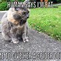 Image result for Fat Cat Meme Dank