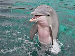 Image result for Cute Dolphin