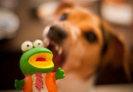 Image result for Kermit the Dog Soap Meme