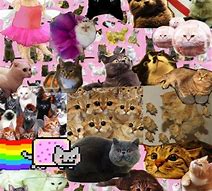 Image result for Cat Meme Collage