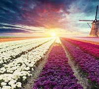 Image result for Beautiful Pictures of the Nature of the Netherlands
