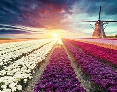 Image result for Holland Scenery