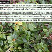 Image result for czuwaliczka_jadalna