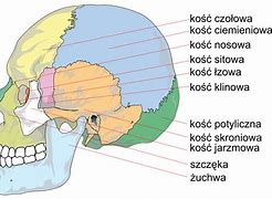 Image result for co_oznacza_złota_czaszka