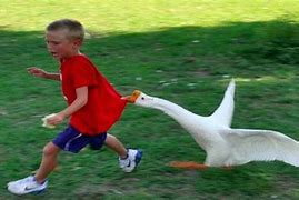 Image result for Cat Chasing Goose