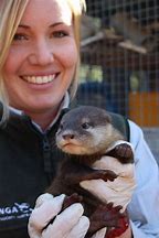 Image result for Cute Baby Sea Otters