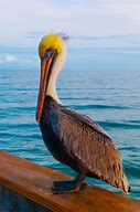 Image result for Florida Brown Pelican