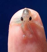 Image result for Small Octopus