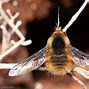 Image result for "bee-flies"