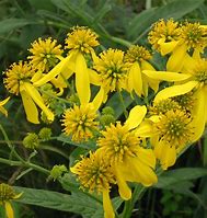 Image result for Verbesina alternifolia (=Goldstrahl)