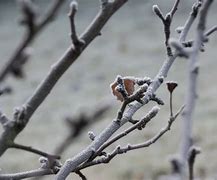 Image result for Black Apple Tree Branches Winter
