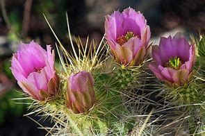 Image result for Golden Hedgehog Cactus