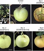 Image result for Apple Seedling