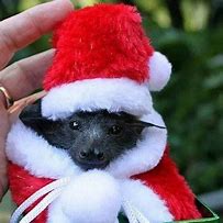 Image result for Bat Jokes