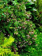 Image result for Fuchsia magellanica Arauco
